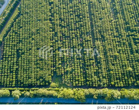 Aerial view from a drone above trees plantation on a summer sunny day. 72112124
