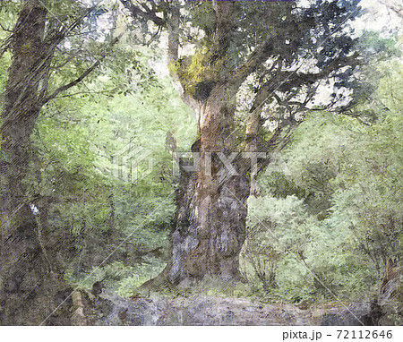 国内正規品 限定 世界遺産 屋久島 縄文杉 風景写真パネル アートパネル グラフィック ウォールデコ インテリア 悠久 太古 自然 癒やし お祝い ギフト プレゼント Yak 23 M40 包装 のし宛書 名入れ 工場直送 Greenzonwheelz Com