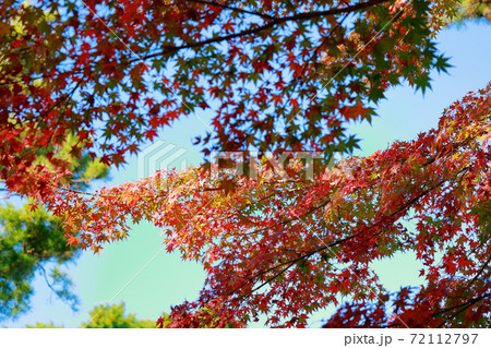 紅葉 72112797