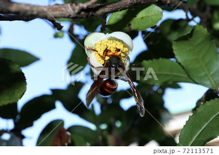 チャノキの花粉を食べるコガタスズメバチの写真素材