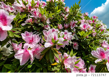 ツツジ ツツジ 72113747