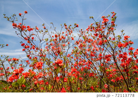 ツツジ ツツジ 72113778
