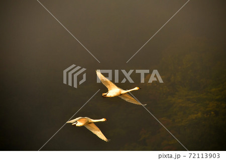 下池の白鳥 72113903