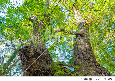 静岡県熱海市　来宮神社　御神木　楠の木 72114189