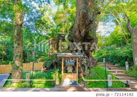 静岡県熱海市　来宮神社　御神木　楠の木 72114192