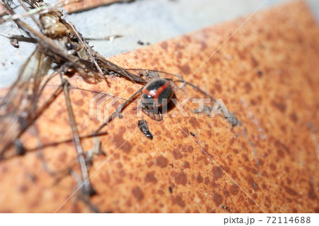 ベニヘリテントウ 72114688