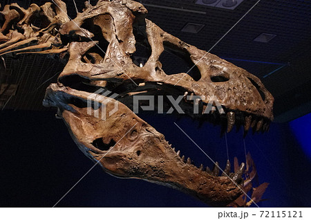 ティラノサウルスの化石の写真素材