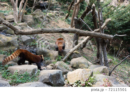 歩くレッサーパンダたち 72115501