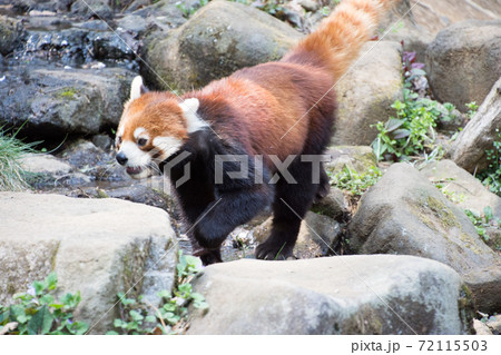 歩くレッサーパンダ 72115503