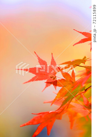 京都市左京区の聖衆来迎山 無量寿院 禅林寺の境内の風景、秋、紅葉、お寺【11月】 72115899