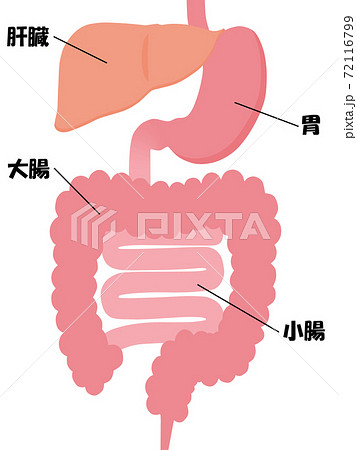 内臓 内臓 72116799