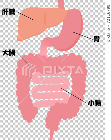 内臓 内臓 72116799