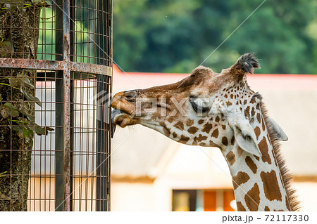 柵を舐める多摩動物公園のキリン の写真素材