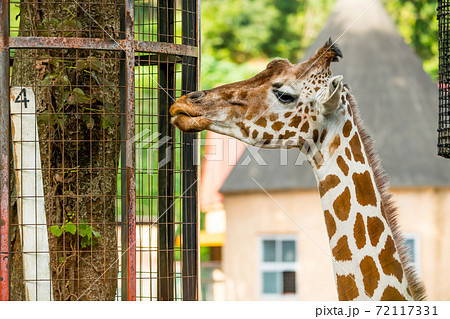 多摩動物公園のキリン の写真素材