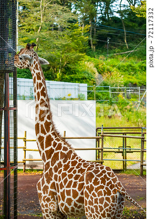 多摩動物公園のキリン の写真素材