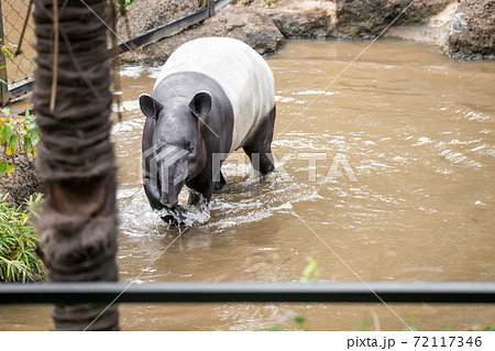 【多摩動物公園のマレーバク】 72117346