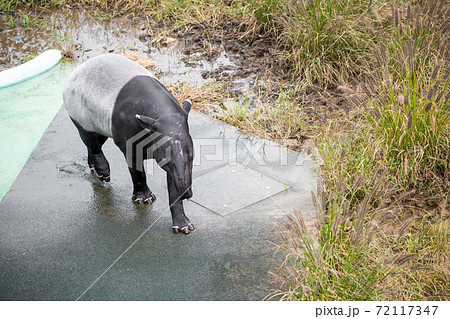 多摩動物公園のマレーバク の写真素材