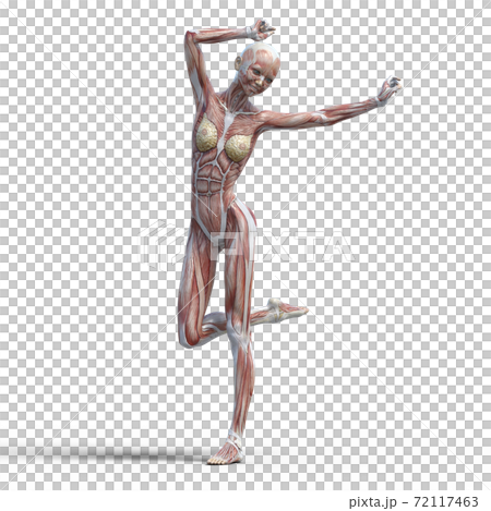 筋肉標本 女性 perming3DCGイラスト素材 筋肉標本 女性 perming3DCGイラスト素材 72117463