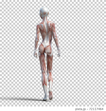 筋肉標本 女性 perming3DCGイラスト素材 筋肉標本 女性 perming3DCGイラスト素材 72117464