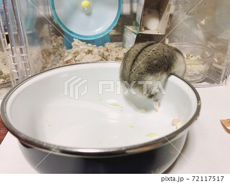 ブラウニーちゃん 72117517