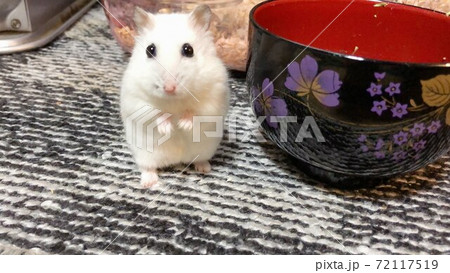 モッチーちゃん 72117519