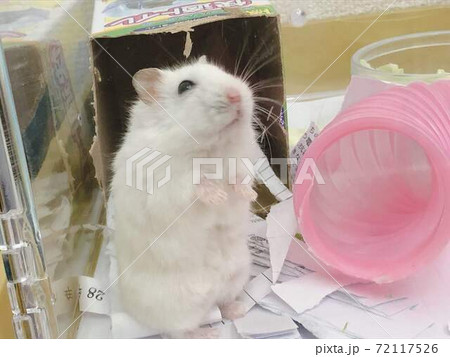 モッチーちゃんの写真素材