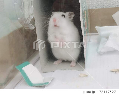 おでんちゃん おでんちゃん 72117527