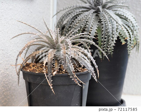 鉢植えのディッキア 鉢植えのディッキア 72117585