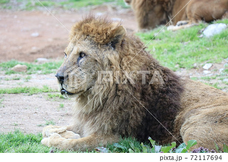 百獣の王ライオンの横顔の写真素材