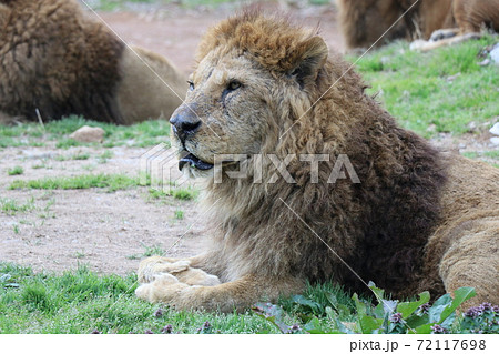 百獣の王ライオンの横顔の写真素材