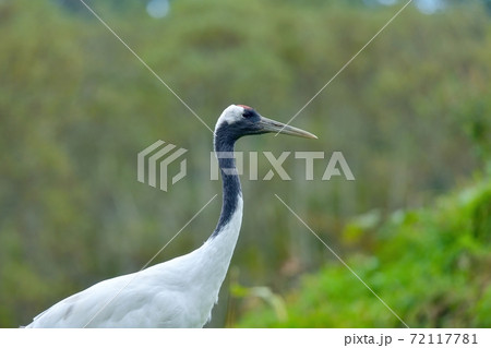 のんびりくつろぐタンチョウヅル親鳥@北海道 のんびりくつろぐタンチョウヅル親鳥@北海道 72117781