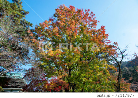 御岳渓谷の紅葉(澤乃井園)|紅葉の色合いのバランスがよく、爽やかな気分になりました 御岳渓谷の紅葉(澤乃井園)|紅葉の色合いのバランスがよく、爽やかな気分になりました 72117977