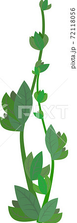 上に向かって生える草のイラストのイラスト素材
