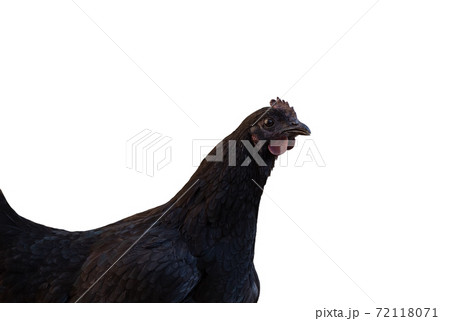 Black laying hen with dark comb isolated on white background 72118071