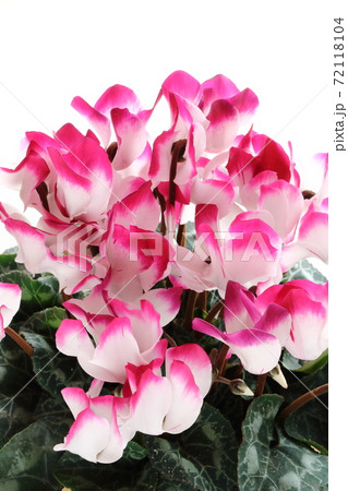 シクラメン 72118104