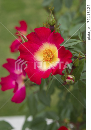 バラ園に赤と黄色の薔薇の花が咲いています このバラの名前はカクテルです の写真素材