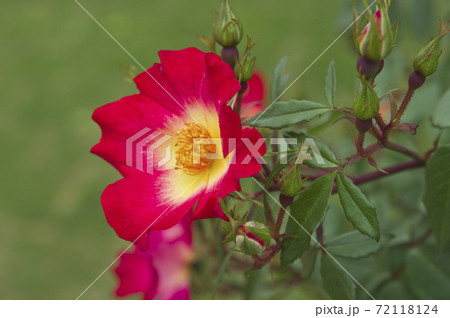 バラ園に赤と黄色の薔薇の花が咲いています このバラの名前はカクテルです の写真素材