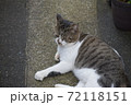何かを考え佇む猫 72118151