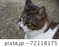 凛々しく構える猫 72118175