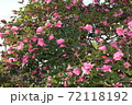 満開まじかの山茶花 72118192