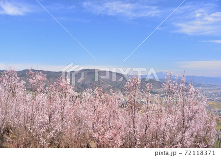 満開の啓翁桜 72118371