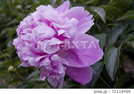 芍薬園に紫色のシャクヤクが咲いています このシャクヤクの名前はサラ ベルナールです の写真素材