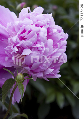 芍薬園に紫色のシャクヤクが咲いています このシャクヤクの名前はサラ ベルナールです の写真素材