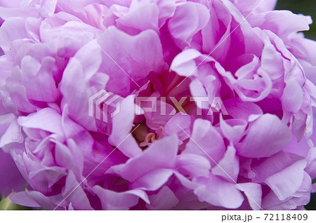 芍薬園に紫色のシャクヤクが咲いています このシャクヤクの名前はサラ ベルナールです の写真素材