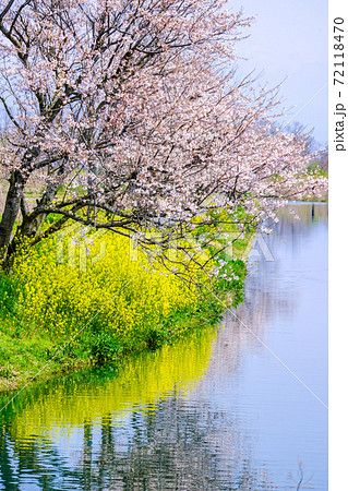 風景素材 春の風景 桜と菜の花の写真素材