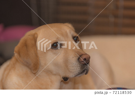 ラブラードルレトリバー 愛犬 ペット ラブラードルレトリバー 愛犬 ペット 72118530