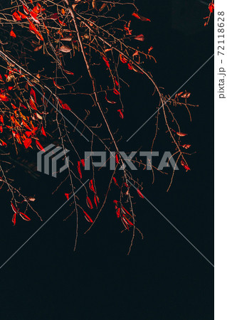 葉 紅葉 秋 72118628