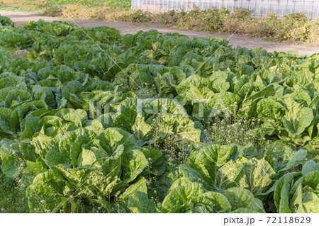 雑草の生えるキャベツ畑 自然栽培 雑草の生えるキャベツ畑 自然栽培 72118629