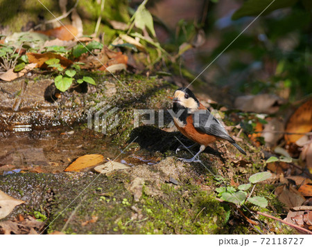 ヤマガラ 72118727