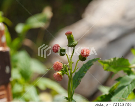 ベニバナ襤褸菊 ベニバナ襤褸菊 72118736
